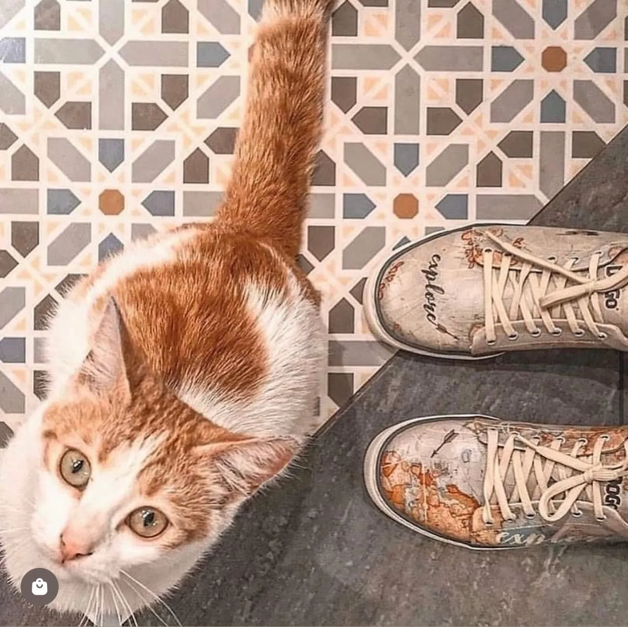 Explore | Sneakers Women's Sneakers Shoe Stretcher Sneakers